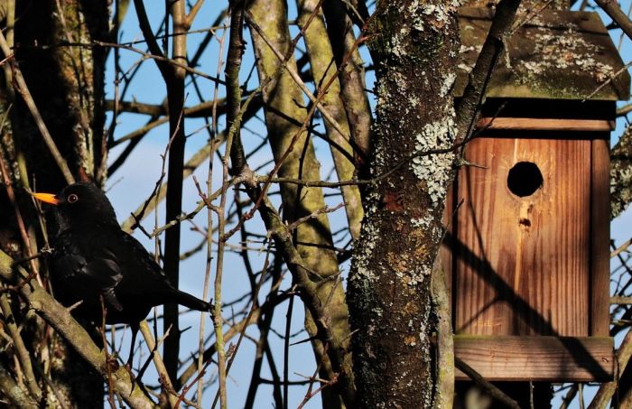 bird-1824363_1280 bird-1824363_1280